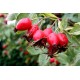 Rosehip