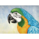 Macaw