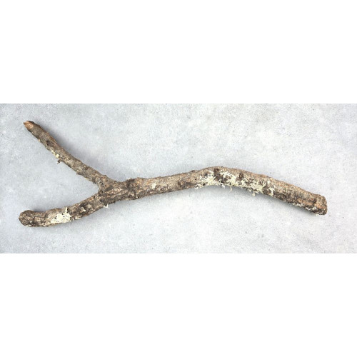 Cork Branch - Forked