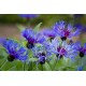 Cornflowers - Blue Premium Grade Cornflowers - Blue Premium Grade