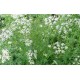 Cumin Seed