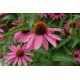 Echinacea - Fine Cut Plant
