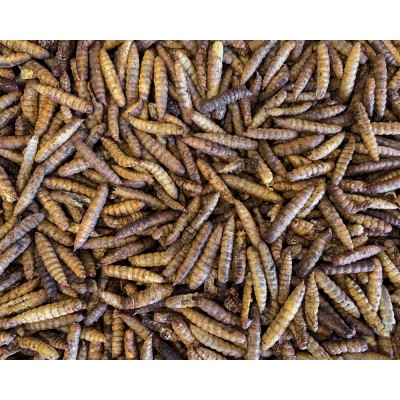 Calci Worms - Dried Calci Worms - Dried