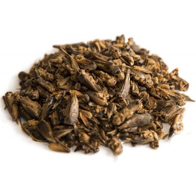 Crickets - Dried Crickets - Dried