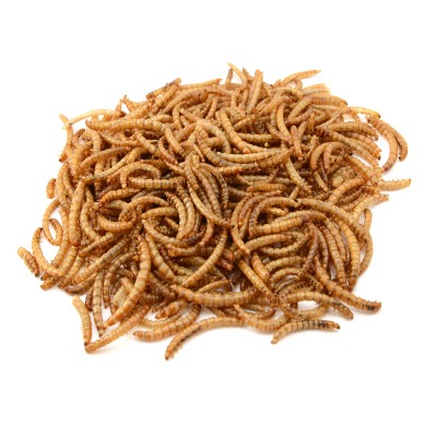 Mealworms - Dried Mealworms - Dried