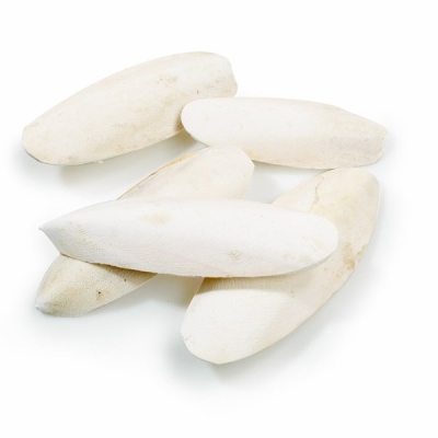 Cuttlebone - various sizes Cuttlebone - various sizes