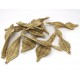 Vine Leaf