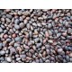 Pine Nuts - Chinese Pine Nuts - Chinese