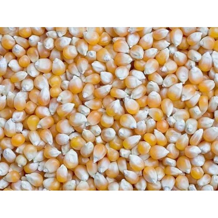 Maize Whole