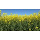Rapeseed - Black