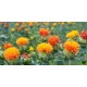 Safflower