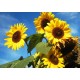 Sunflower - Black