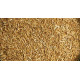Cumin Seed