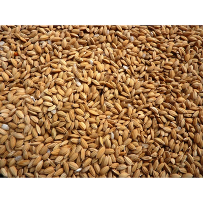 Paddy Rice Paddy Rice