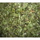 Plantain - Fine Cut Leaves and Plant