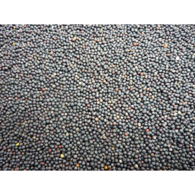 Rapeseed - Black