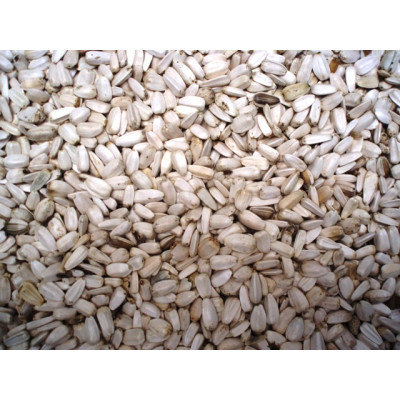 Sunflower - White Sunflower - White